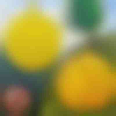 6-Πακέτο κρεμαστές παγίδες για μύγες | BUGIORB